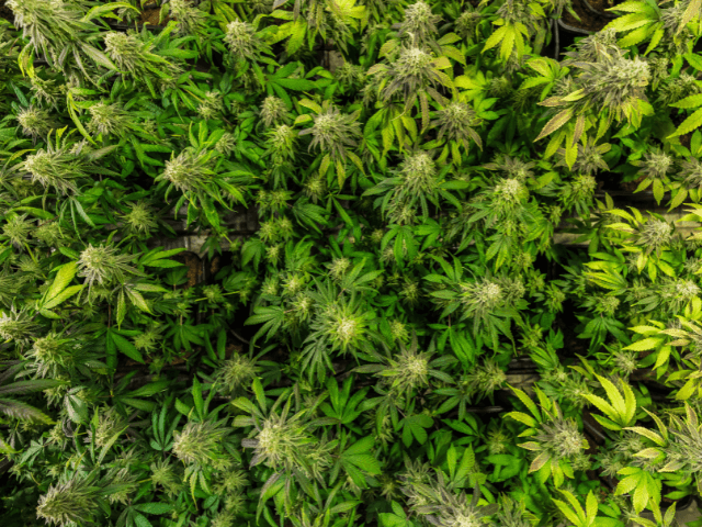 plante de cbd